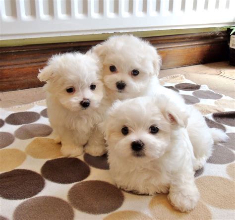 We recommend speaking directly with your breeder to get a better idea of their price range. . Maltese puppies for sale by owner near michigan